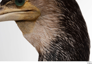  Double-crested cormorant Phalacrocorax auritus head 0006.jpg